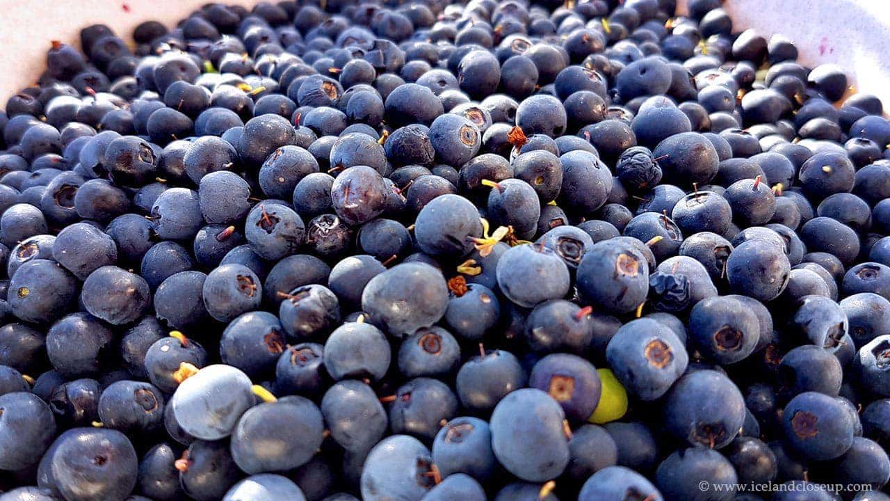 icelandcloseup.com wild blueberries close-up
