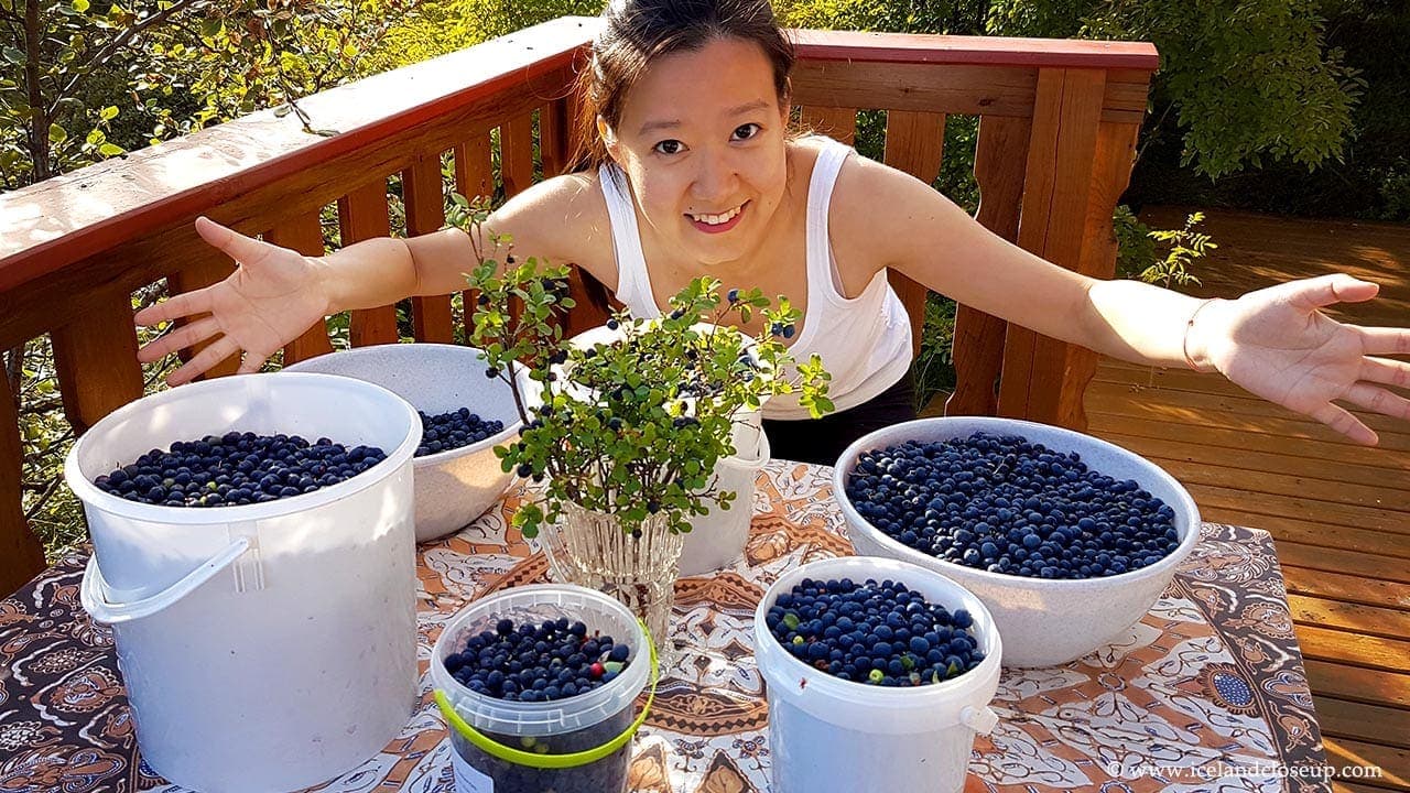 icelandcloseup.com picking wild blueberries