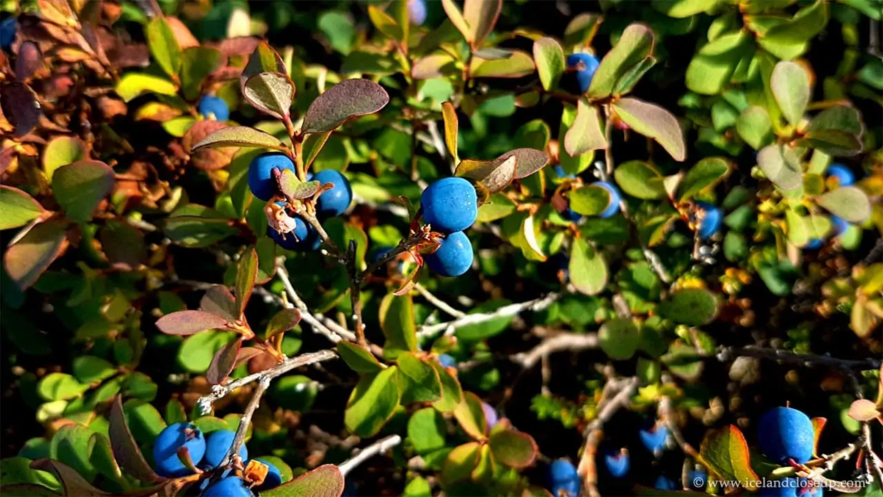 icelandcloseup.com wild blueberries closeup