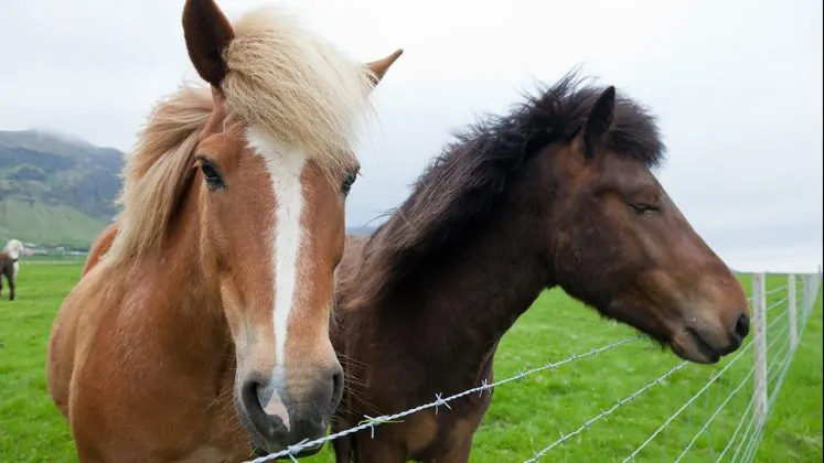 Fridheimar-icelandic-horses