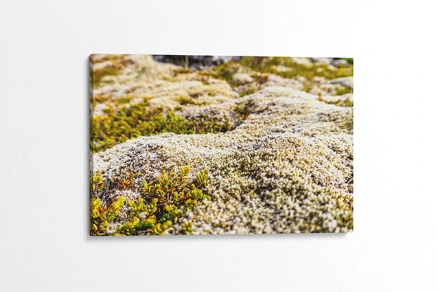 Natural Icelandic Moss Canvas Print