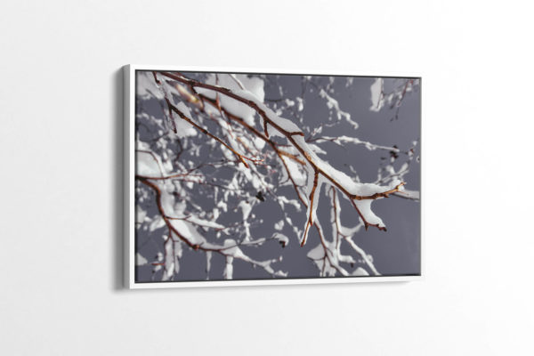 Monochrome Snowy Branch Canvas Print