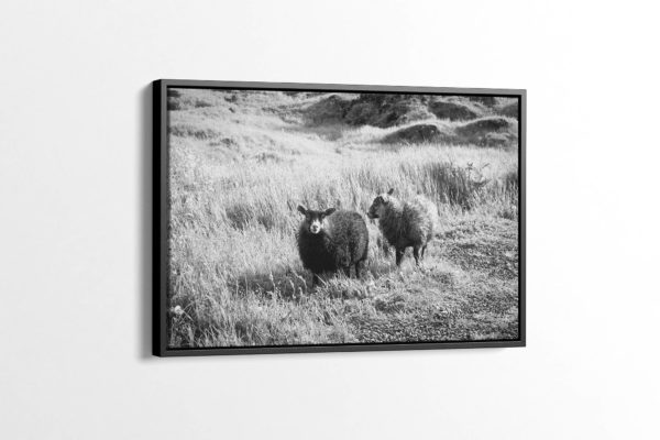 Cute Lambs Black and White Canvas Print