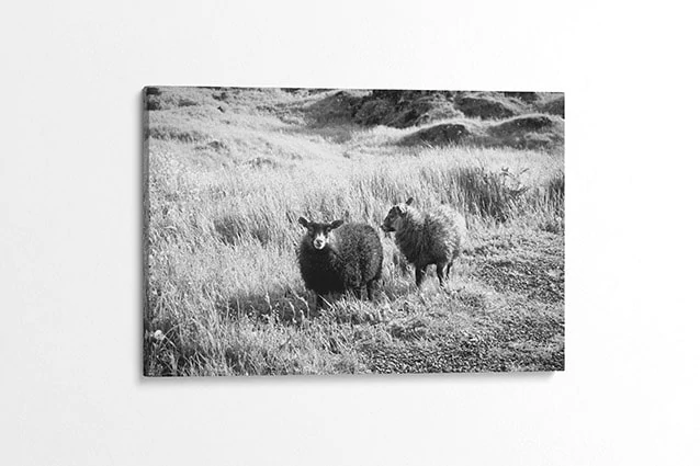 Cute Lambs Black and White Canvas Print
