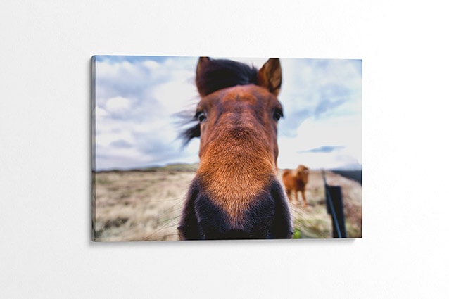 Icelandic Horse On the Nose Canvas Print