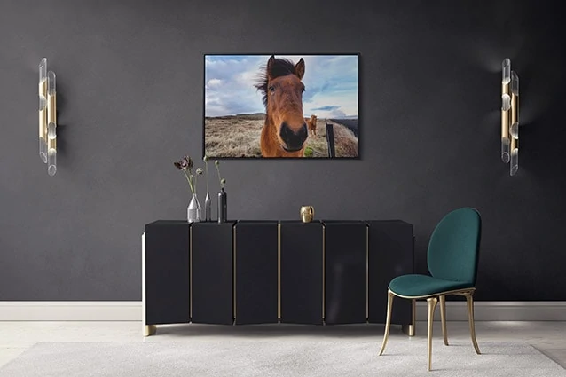 Beautiful Icelandic Horse Canvas Print