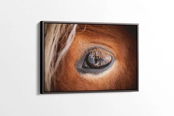 The Eye of the Horse Canvas Print