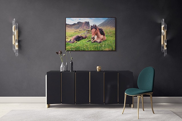 Relaxed Icelandic Horses Canvas Print