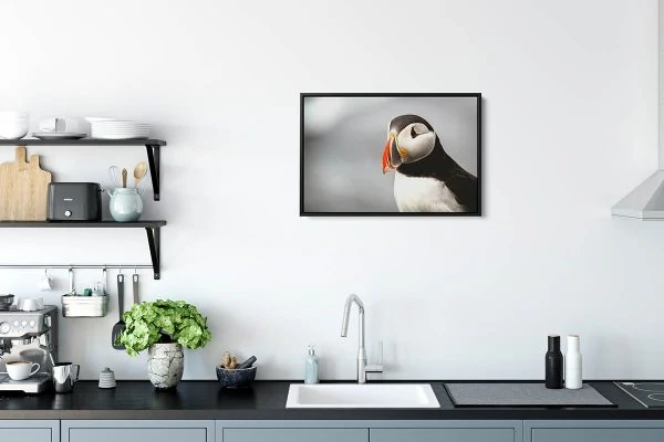 CAN023 Puffin Close up 20x30 Framed Black Eldhus 1200